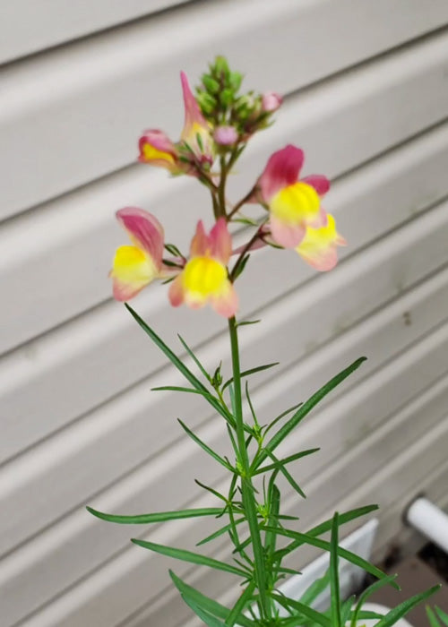 close up of yellow and pink flower from plant
