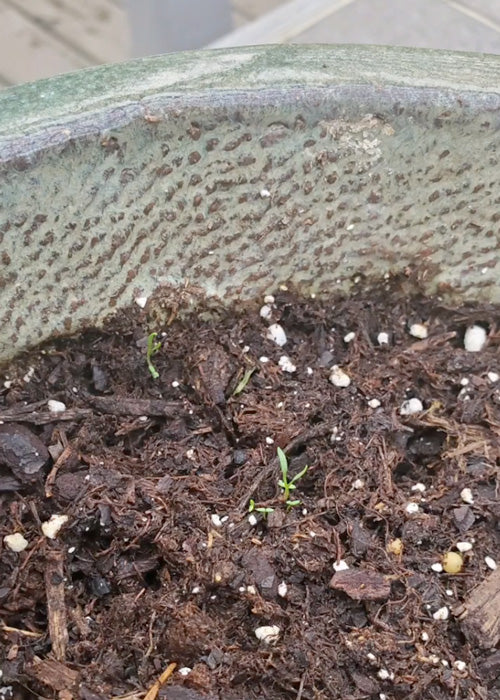 close up of sprouts in plant pot