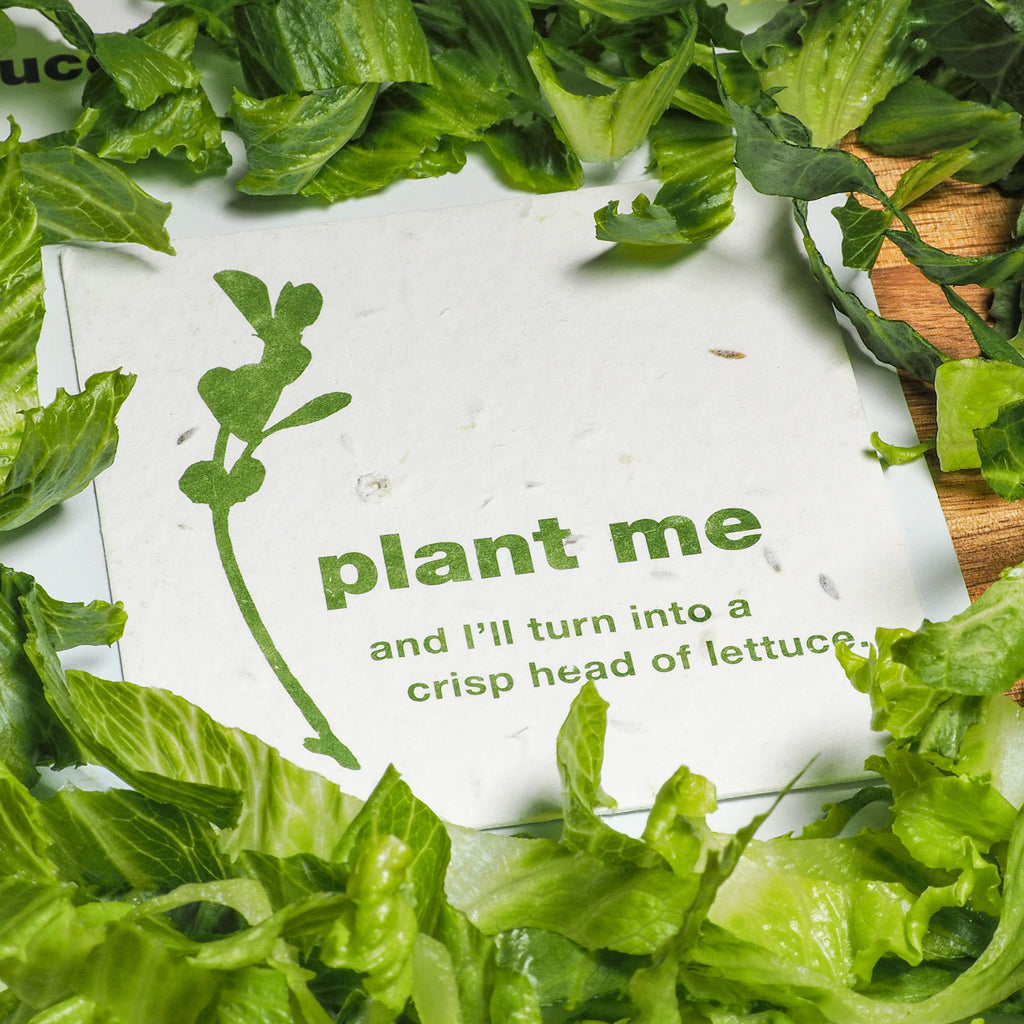 Close up of plant me seeded card surrounded by lettuce