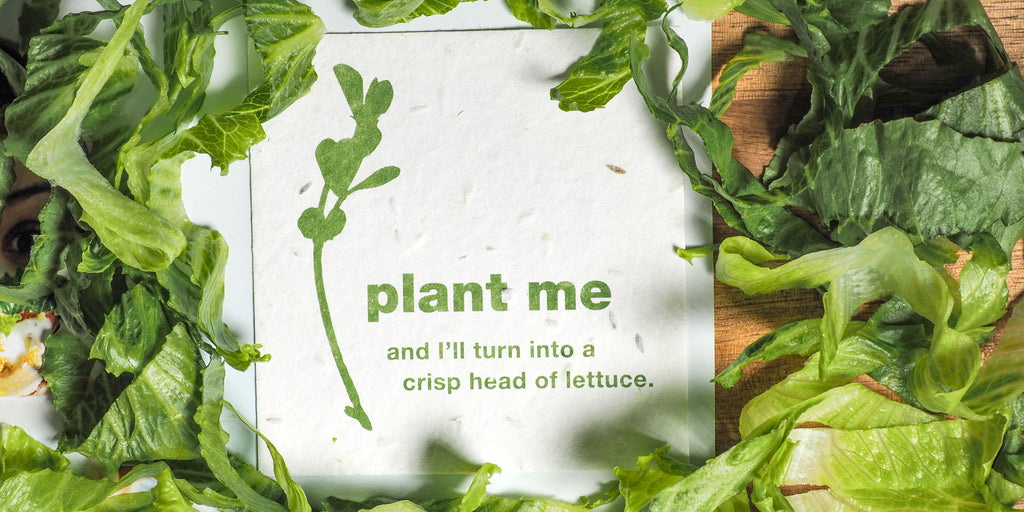 Close up of square plant me seeded insert with lettuce